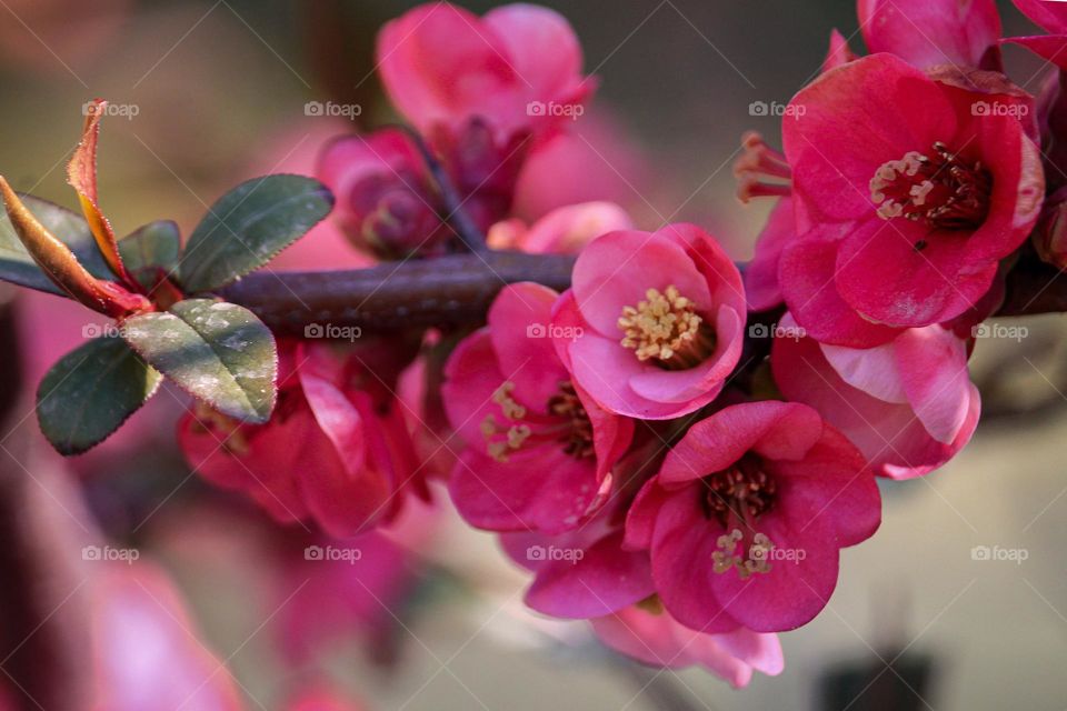 Red spring flowers