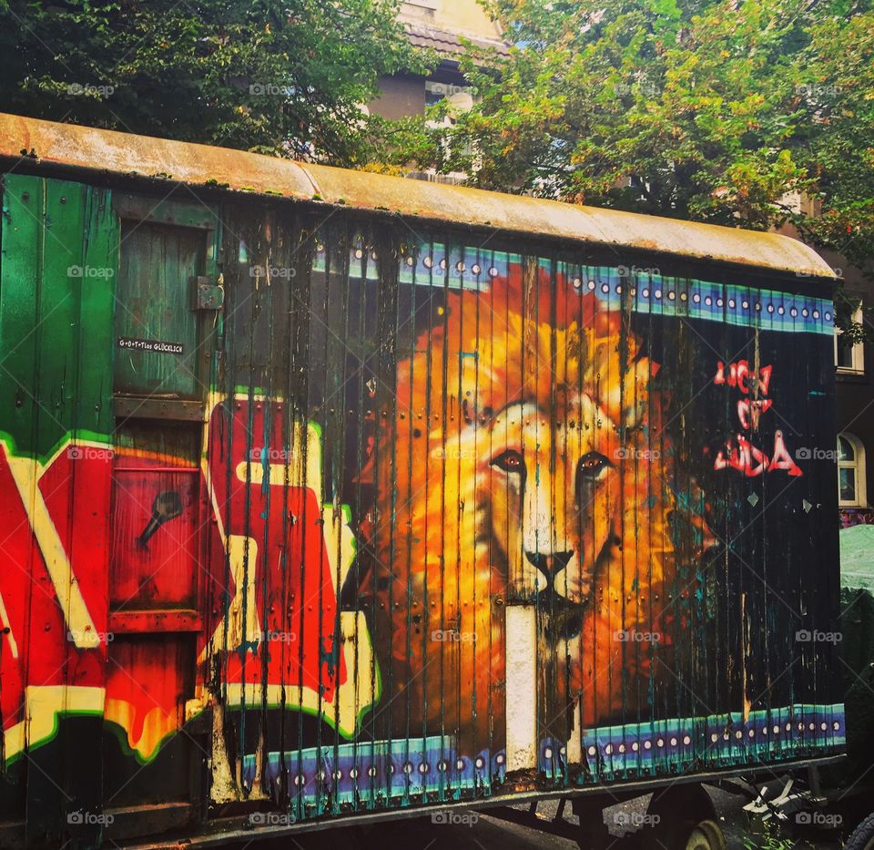 Lion