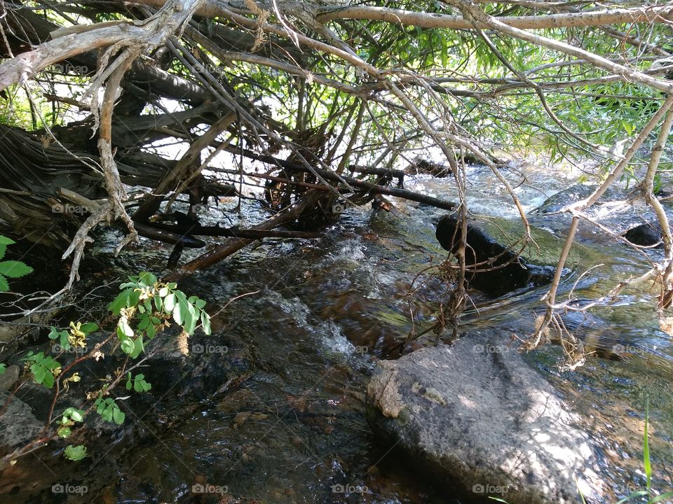 Water, Nature, Stream, Wood, River