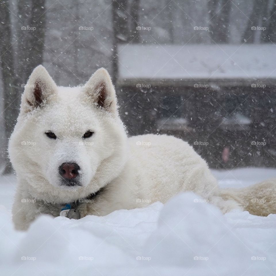 Dog in snow