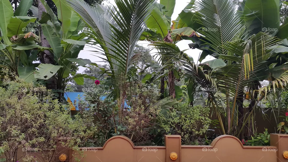 my garden