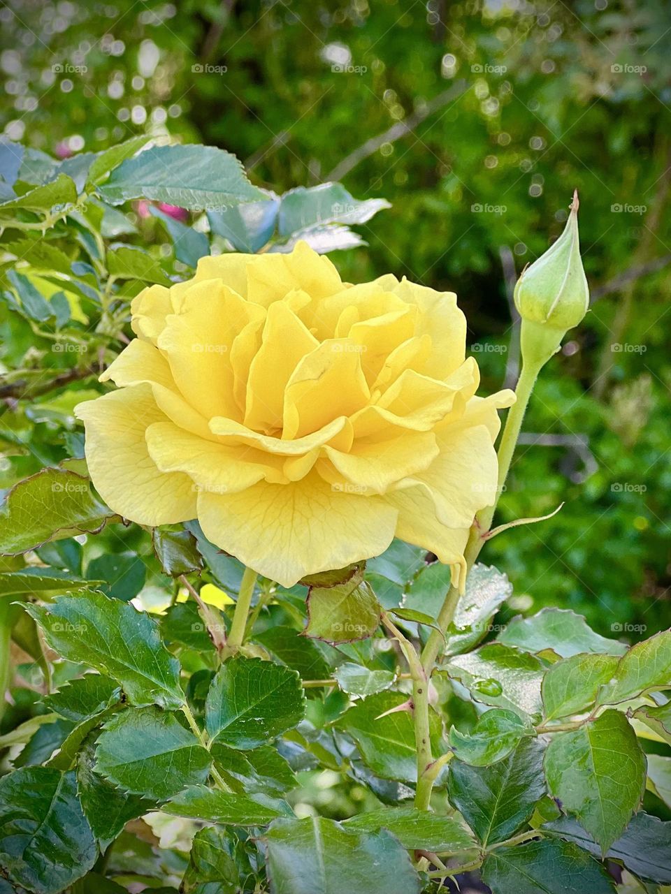 Colors of spring. A yellow rose (in Texas) stands out in a sea of green 