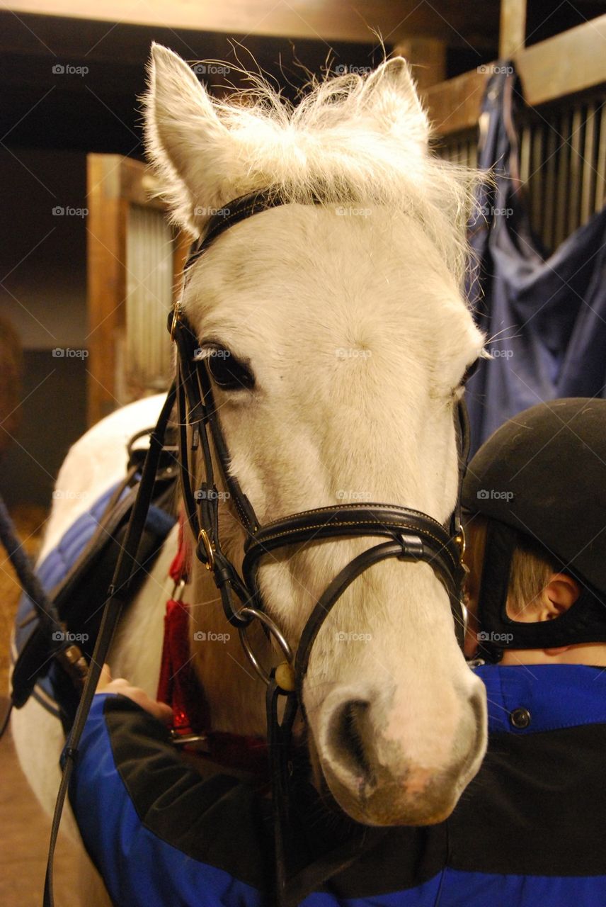 horse skåne ponny skimmel by humlabumla1