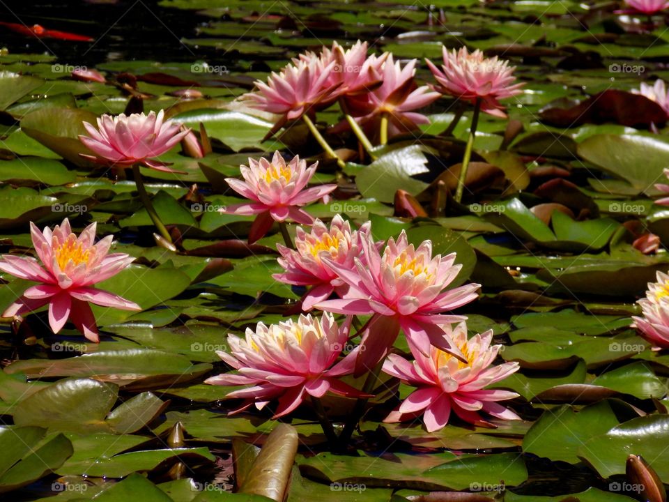 collection of lotus flowers
