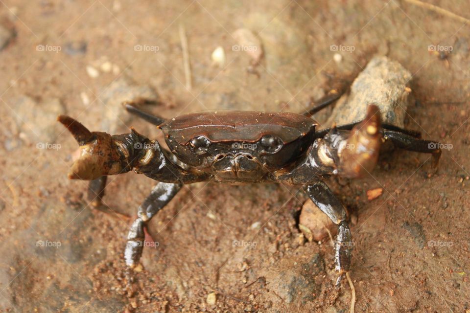 strong crab