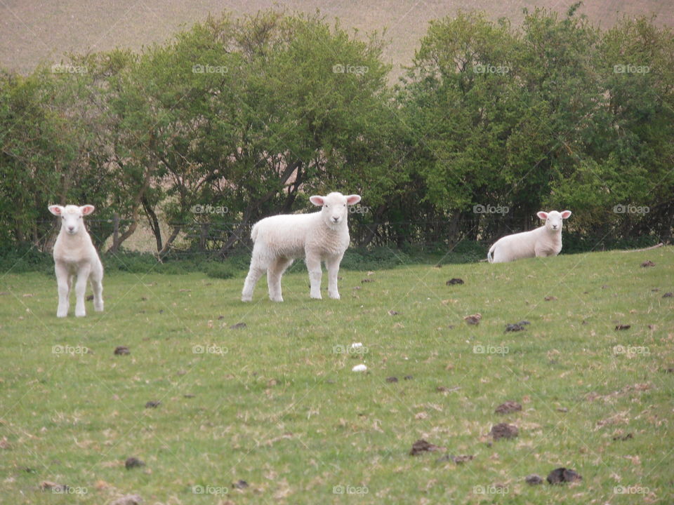 Lambs In Spring