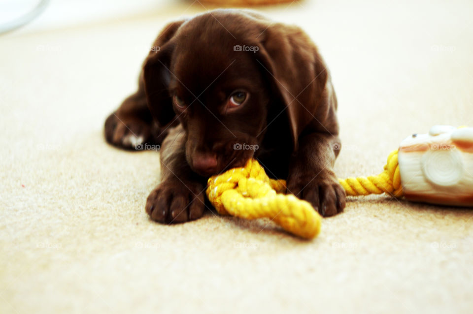 Brown puppy. Puppy play