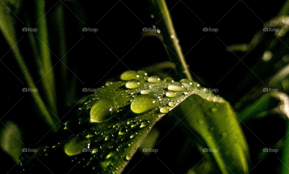 Water drops on a leaf