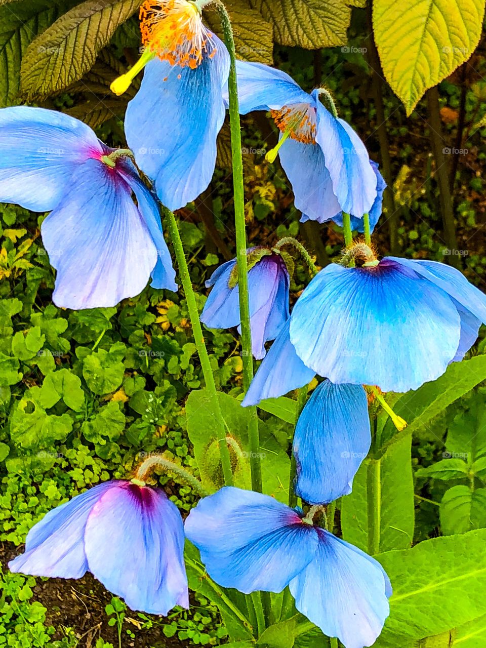 Himalayan poppies