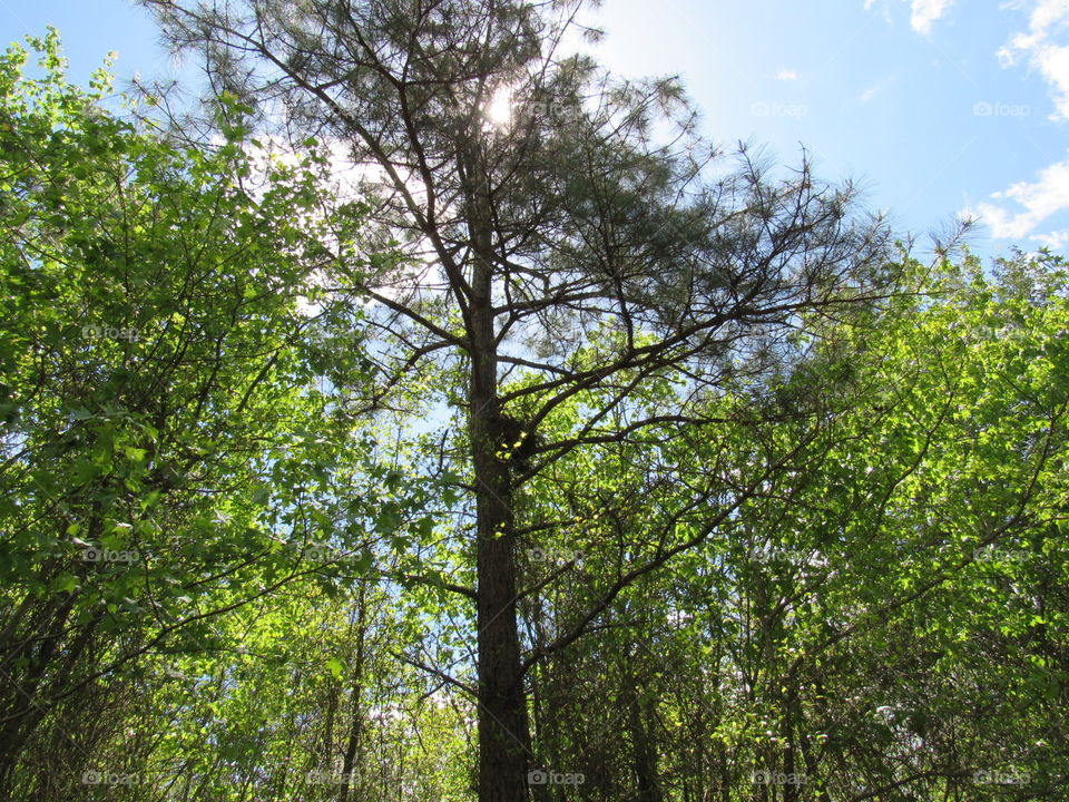 Squirrel nest in pine tree