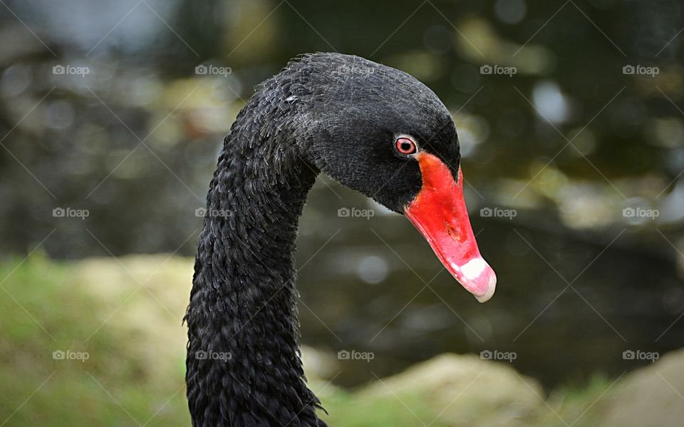 Head only side profile portrait of a Black Swan.