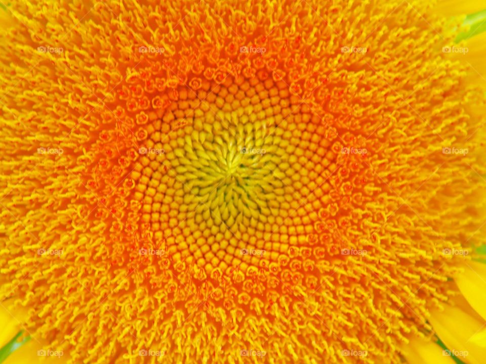 Sunflower pollen macro shot