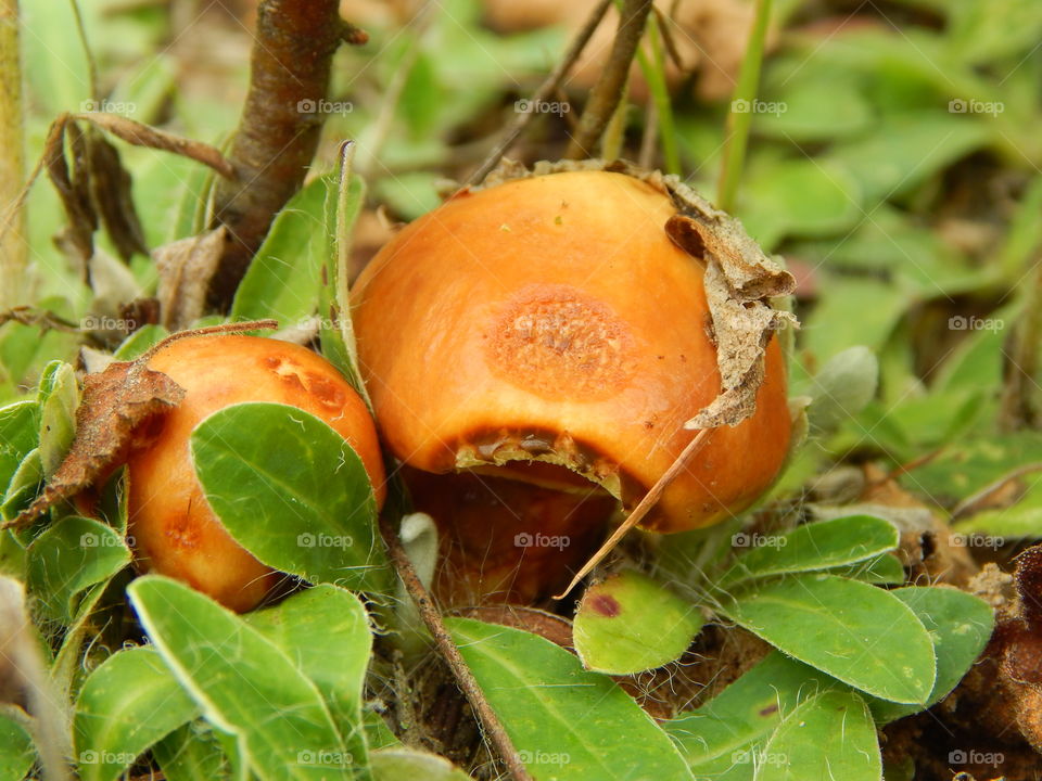 Growing orange mushroom