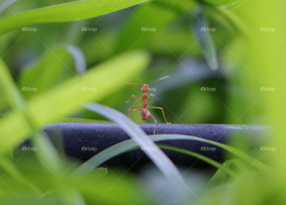 ant posing 🐜