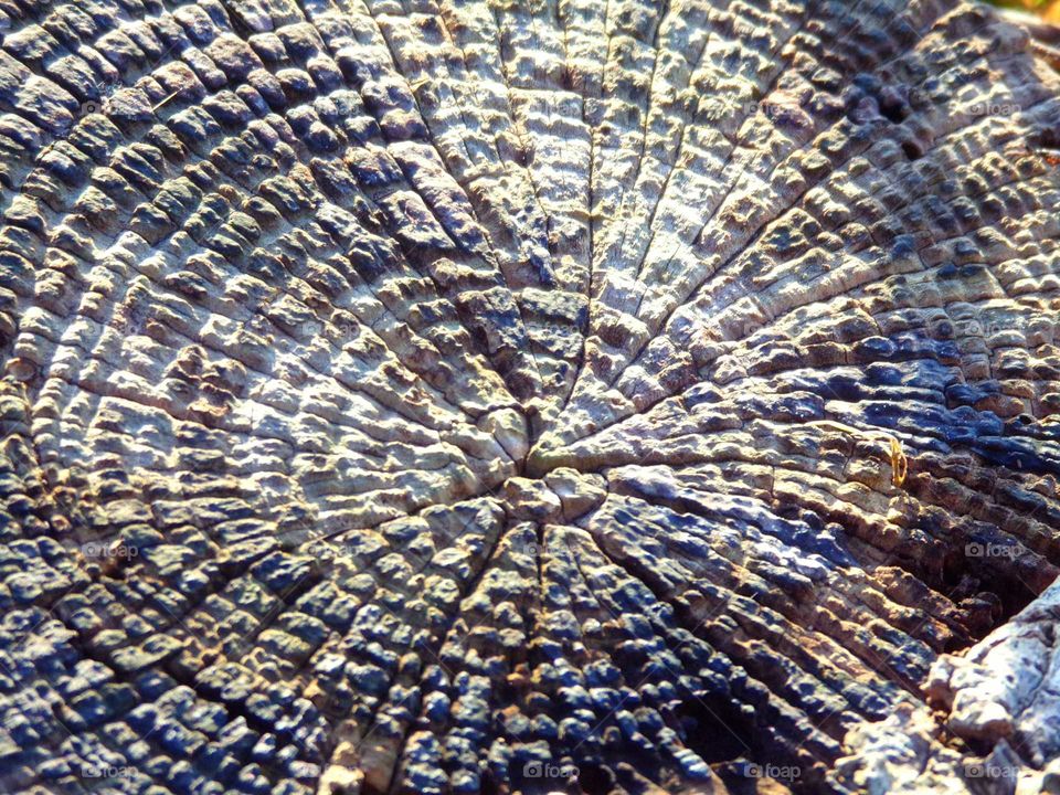 Alter Baumstumpf mit Jahresringe