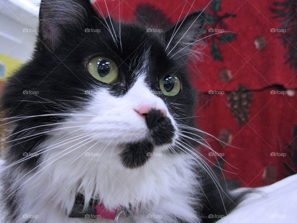 Black and white long hair cat 