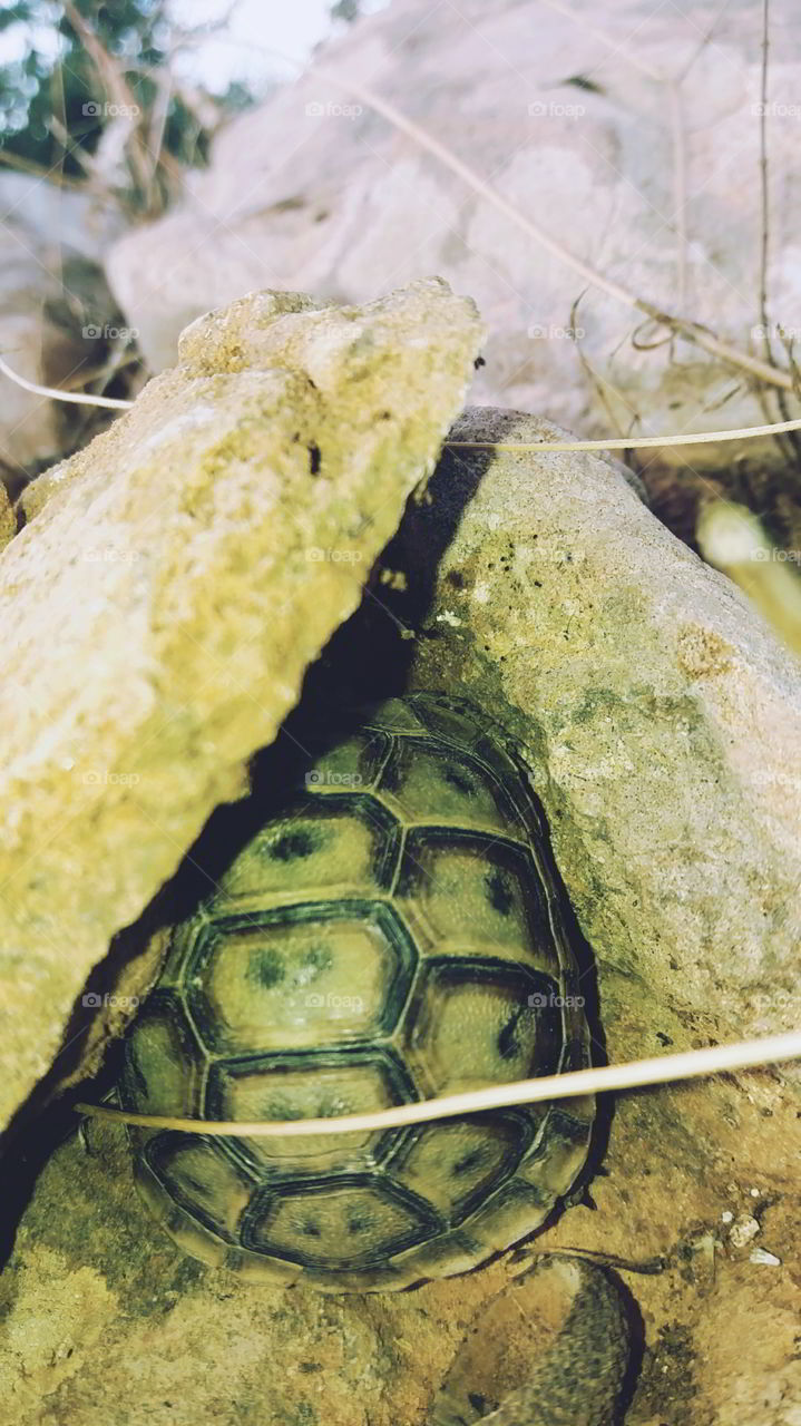 A small turtlel hides itself between two small rocks