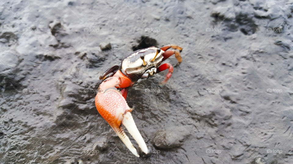 Mr Crab finding his way home