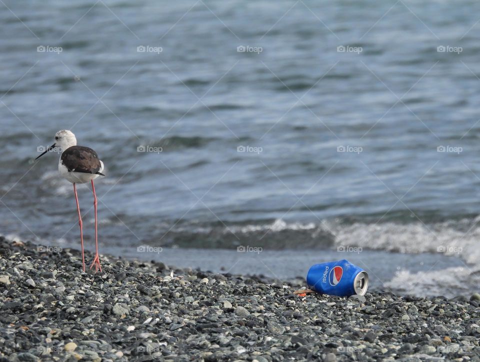 The bird on the beach