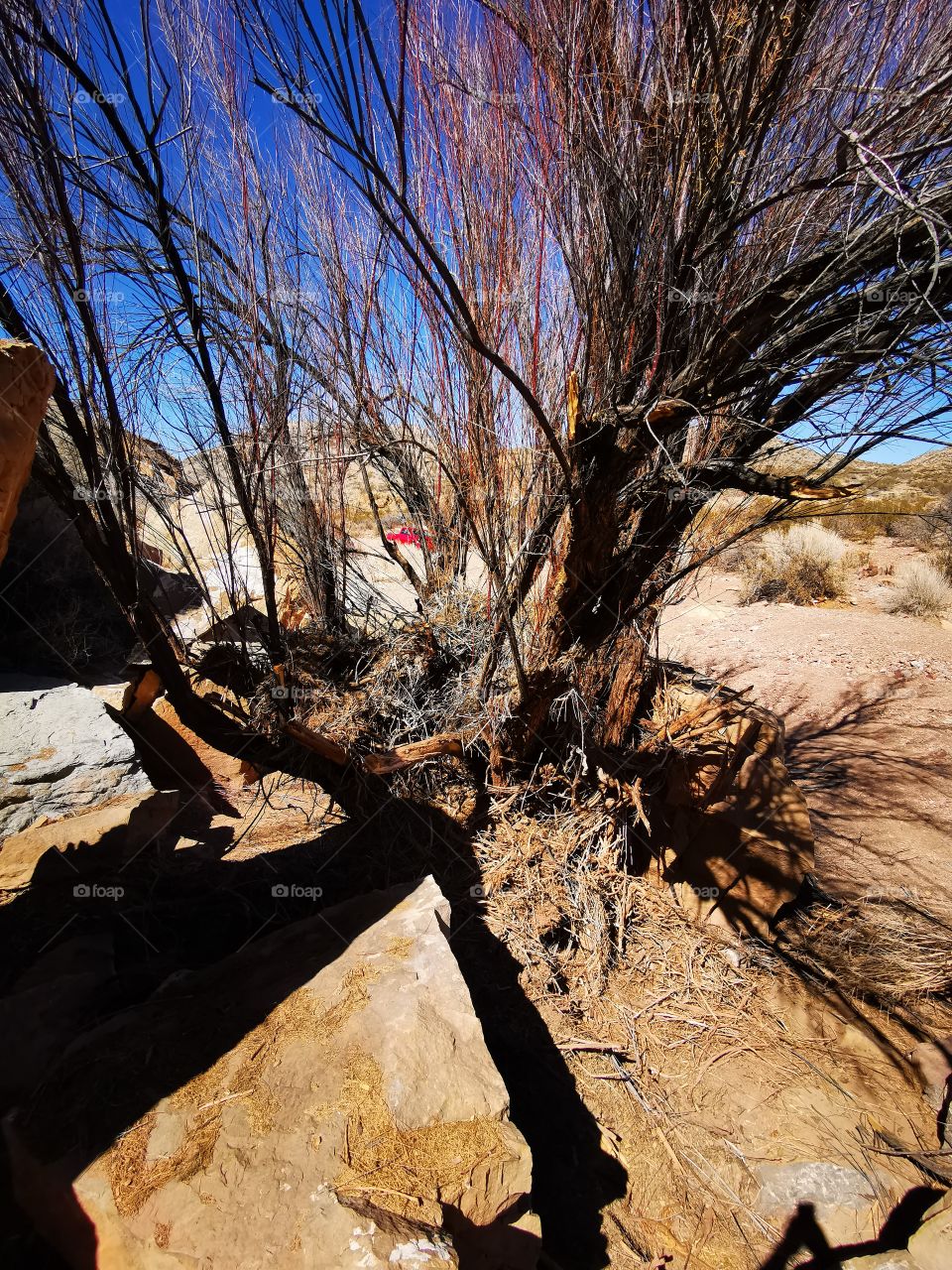 desert tree