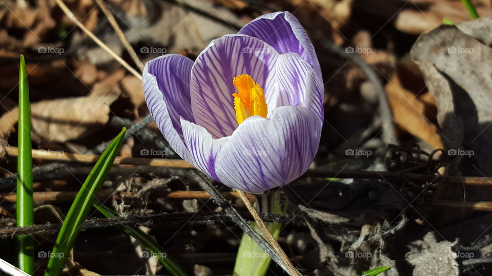 Purple/white crocus