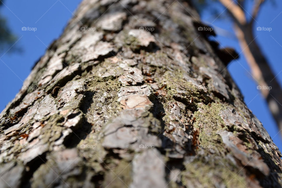 macro wood tree trees by bubu