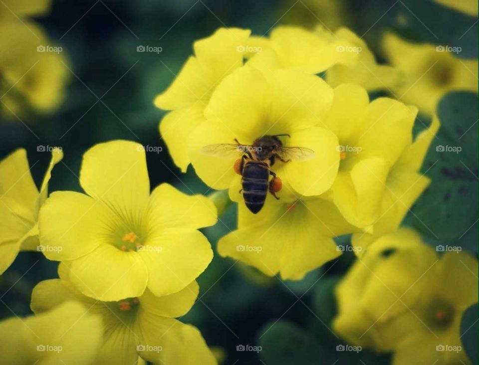 Flowers#bee#nature#insect