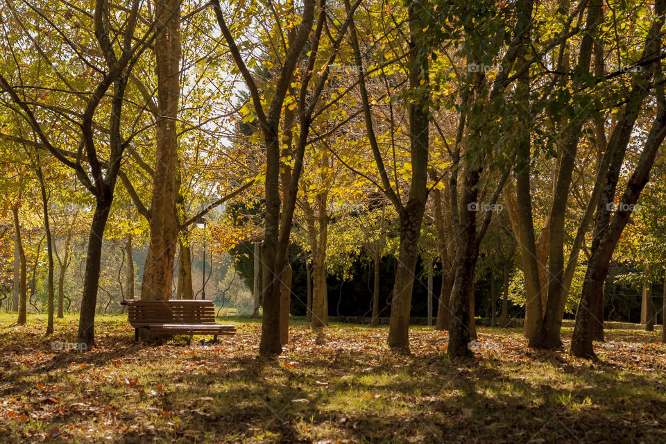 green ground nature wood by jmiguel