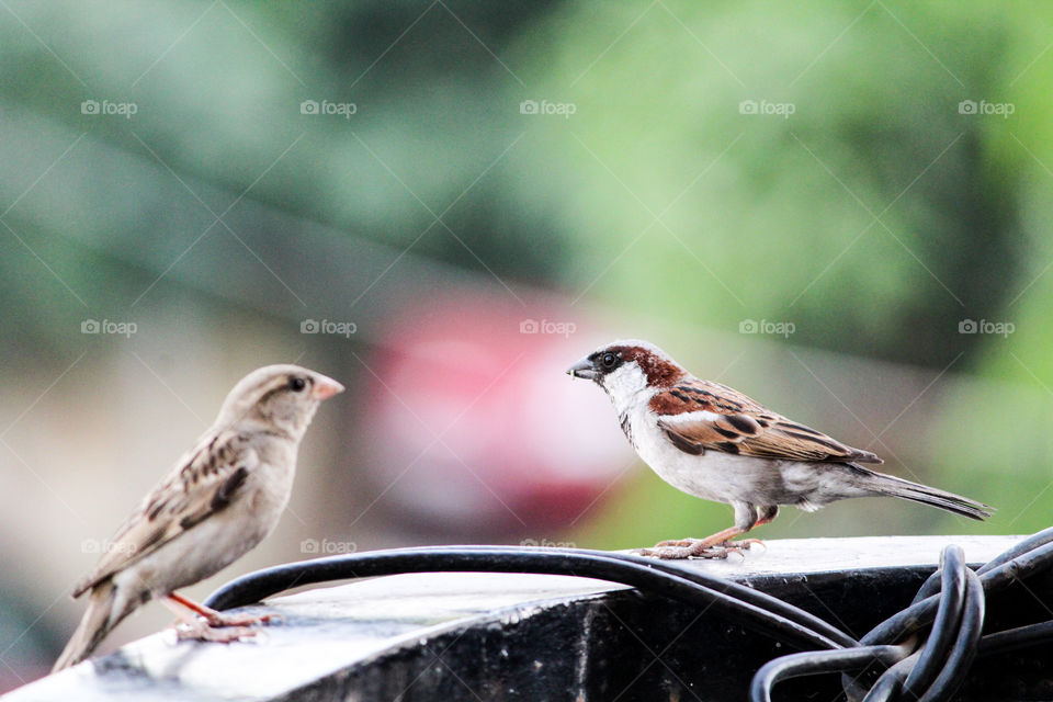 A pair of house sparrow who's ready to feed her baby...