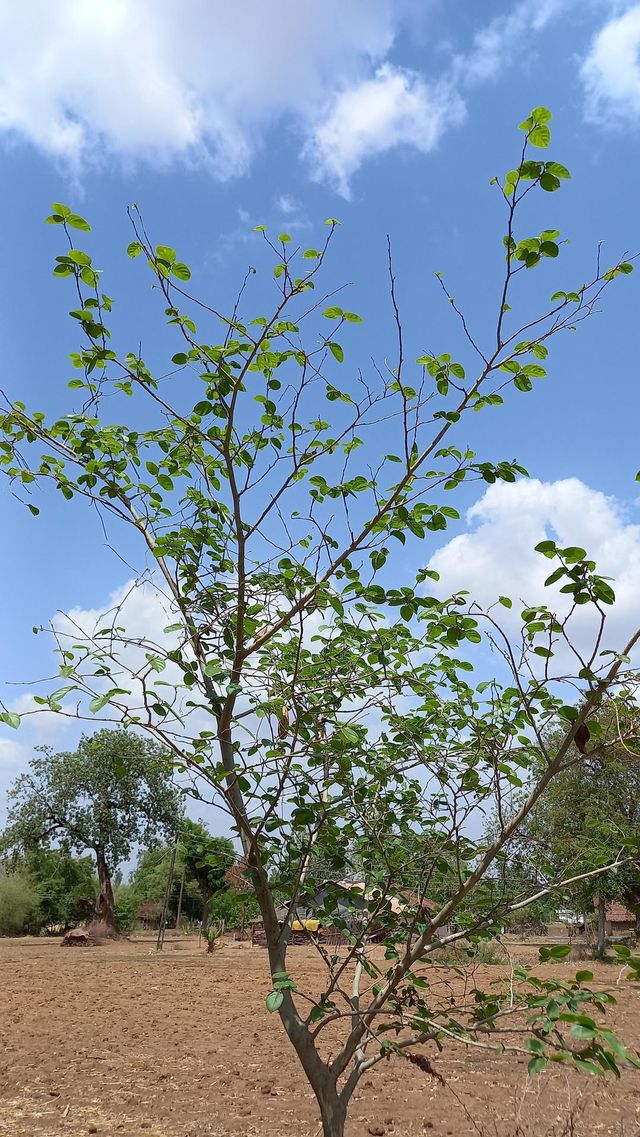 “Trees are poems that the earth writes upon the sky.”