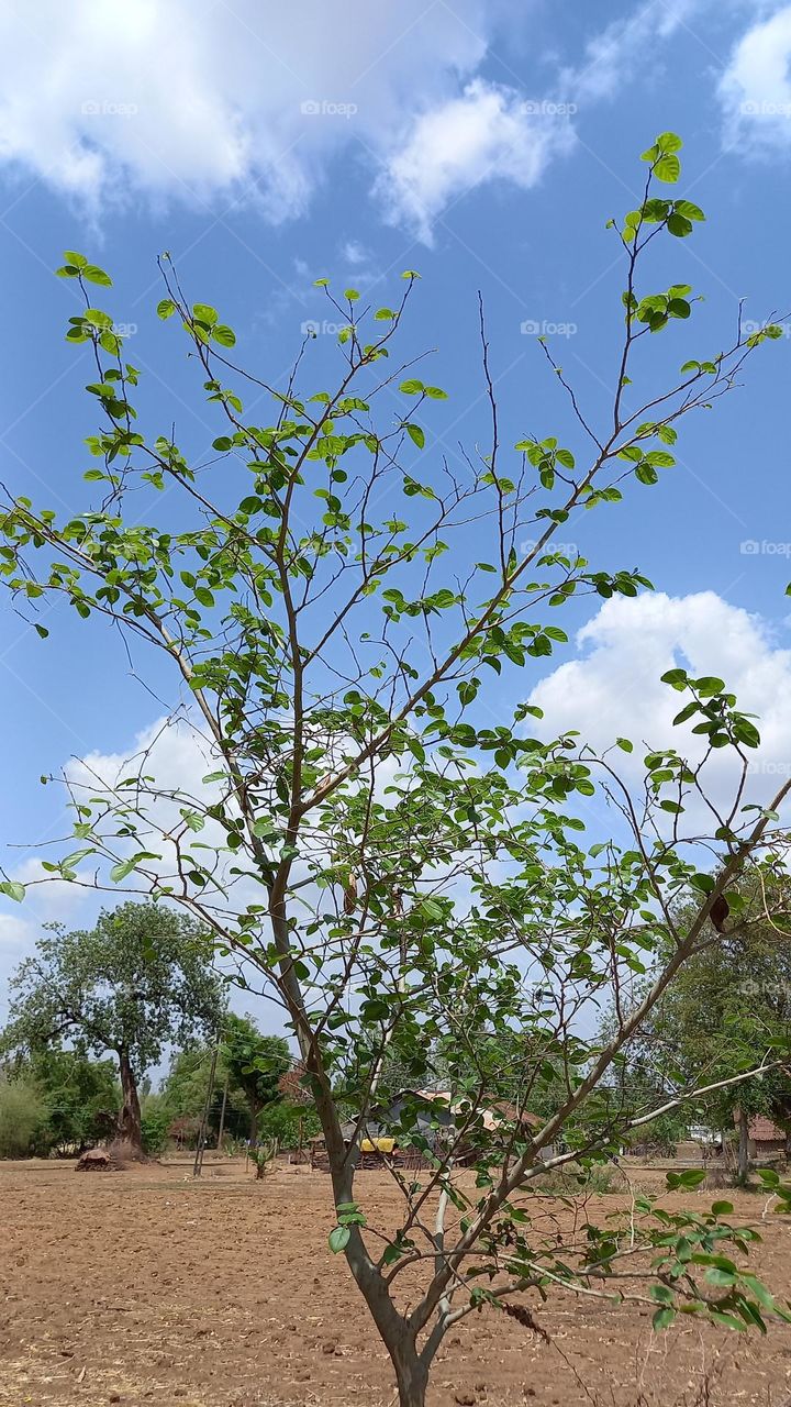 “Trees are poems that the earth writes upon the sky.”