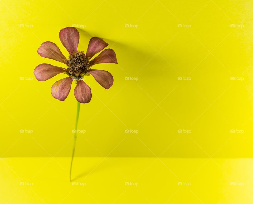 flower on yellow wall