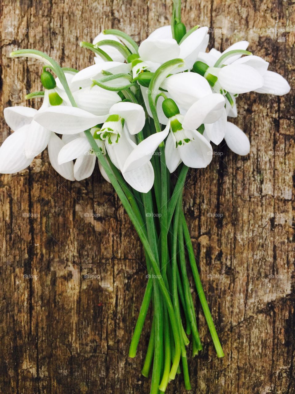 Snowdrops on wooden table