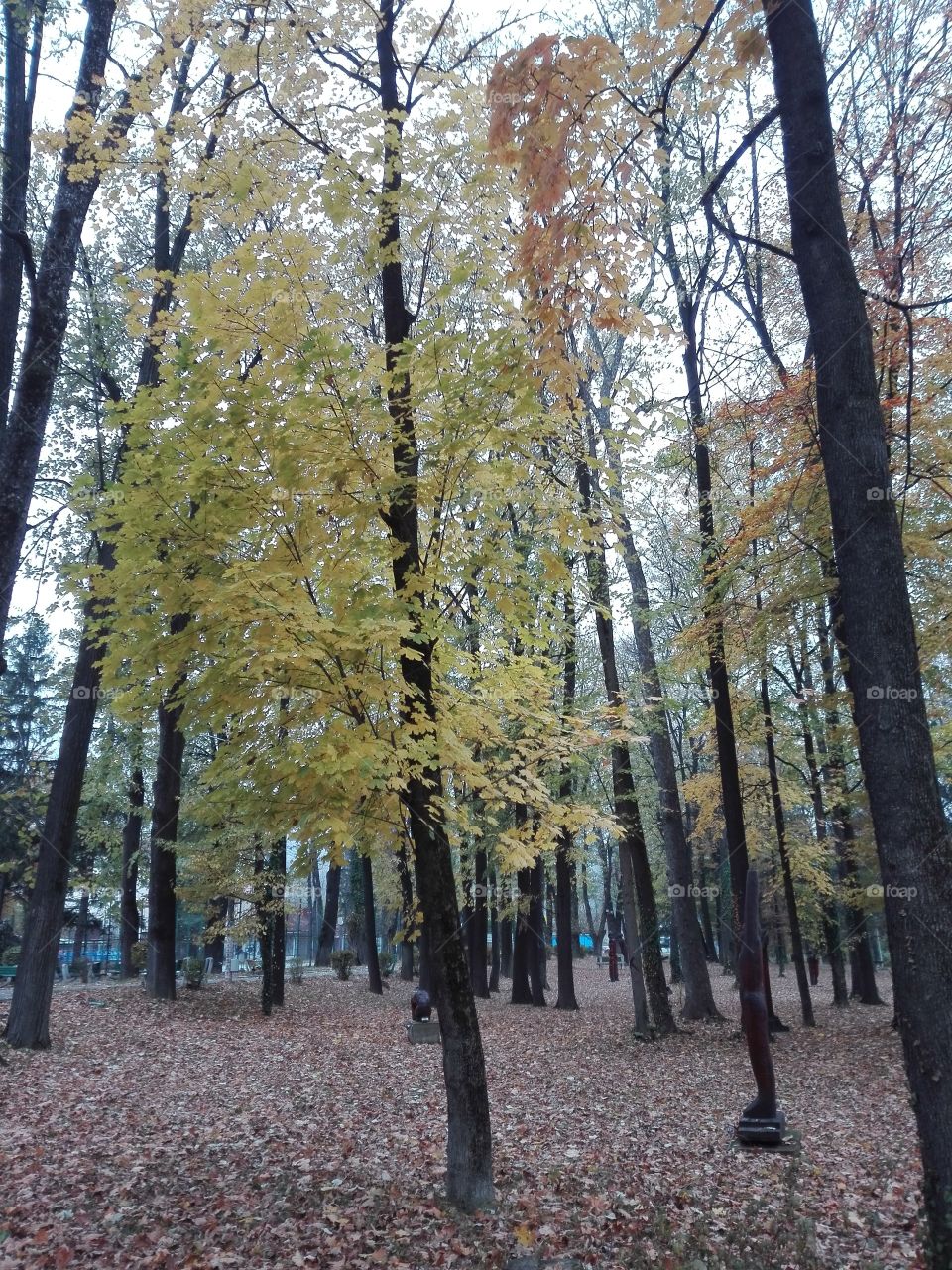 Wood, Tree, Leaf, Fall, Nature