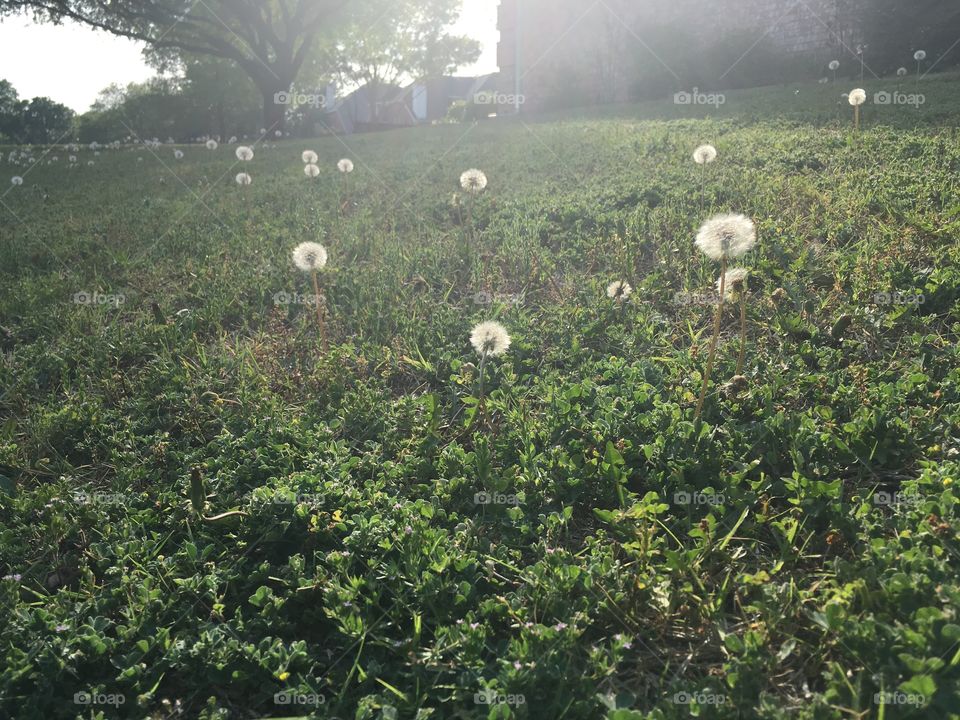 Sunny dandelions