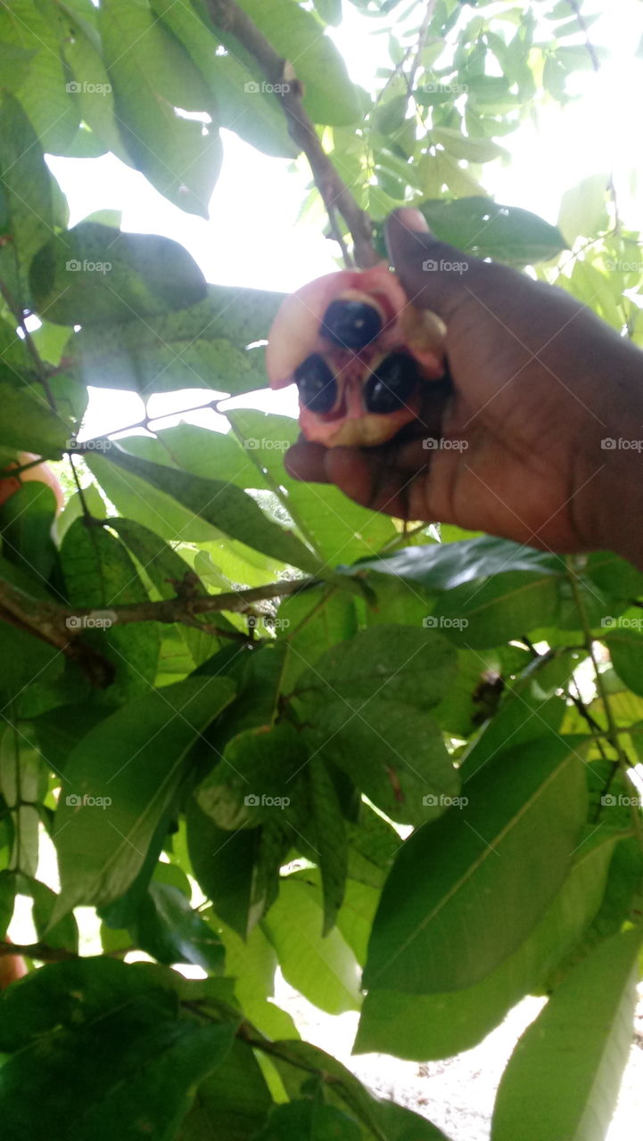 picking some ackee today