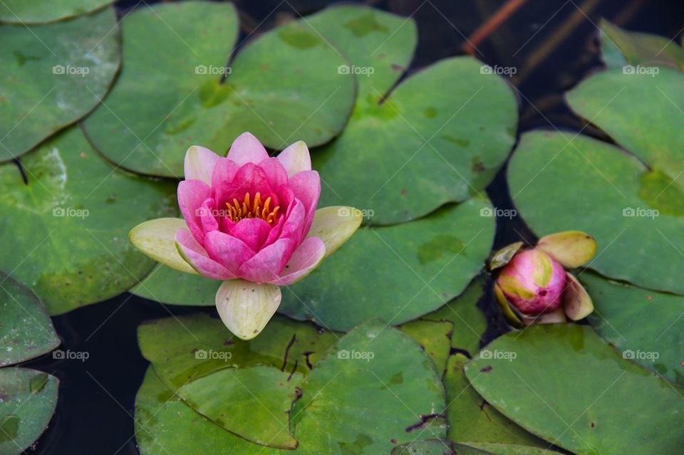 Pink lotus water lily in pond