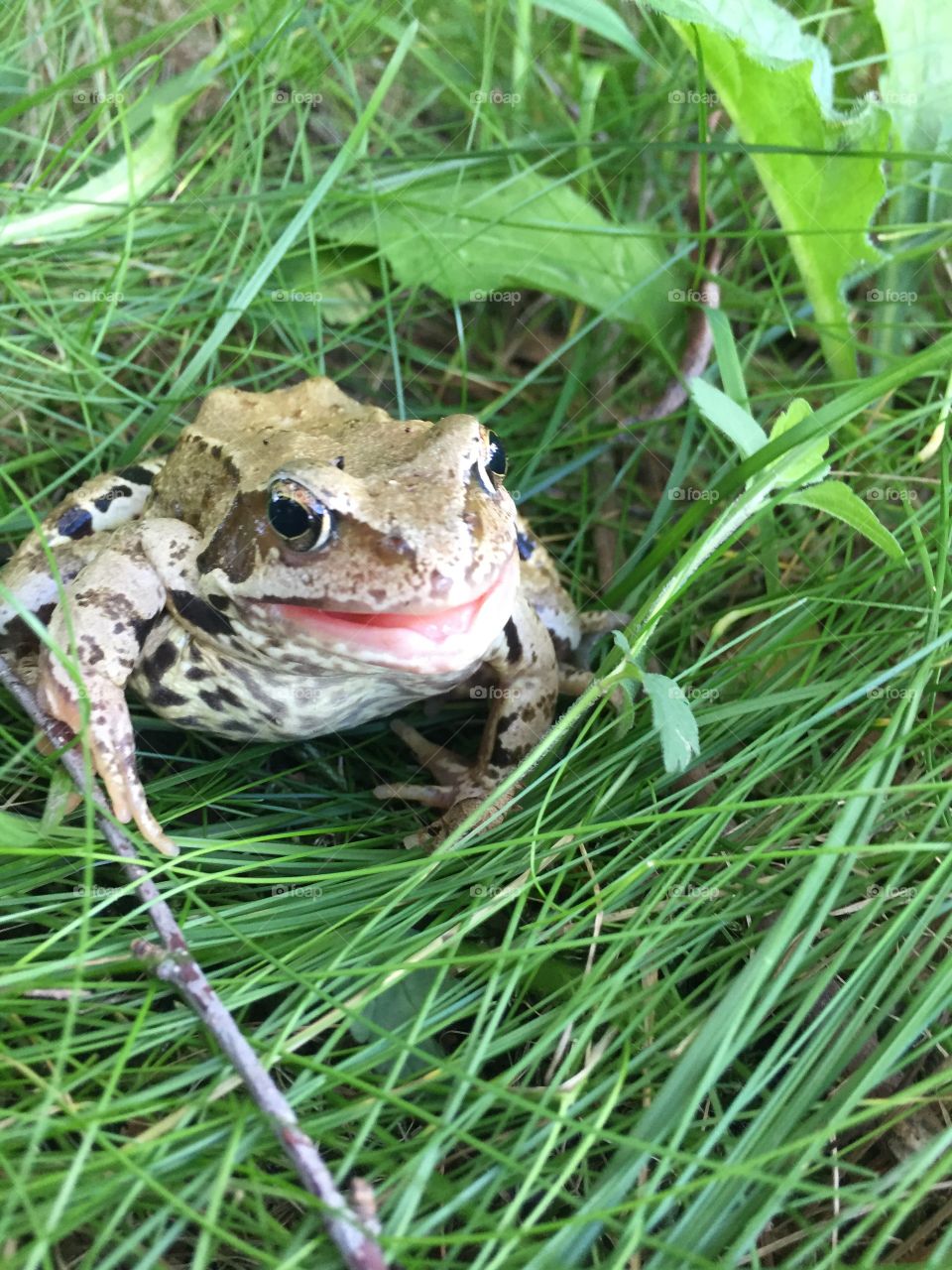 Квакающая лягушка на траве 