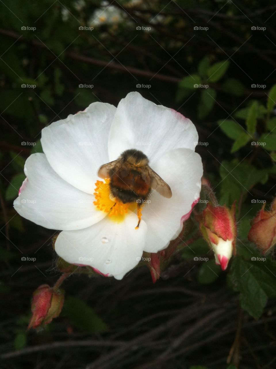 Flowers and a bees! 