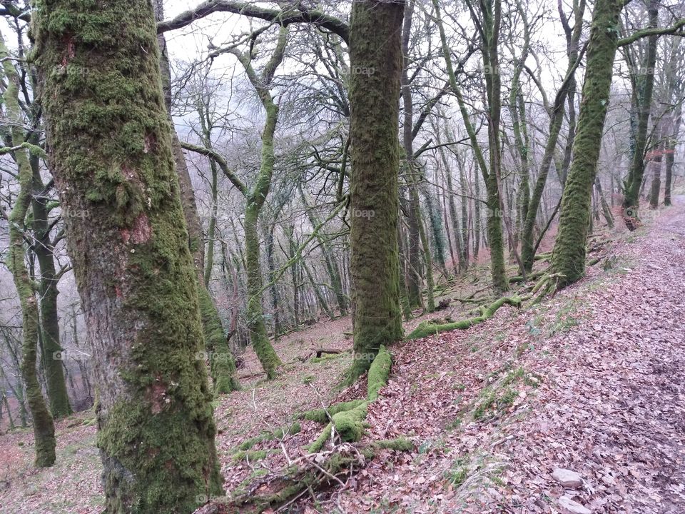 Spooky and misty forest