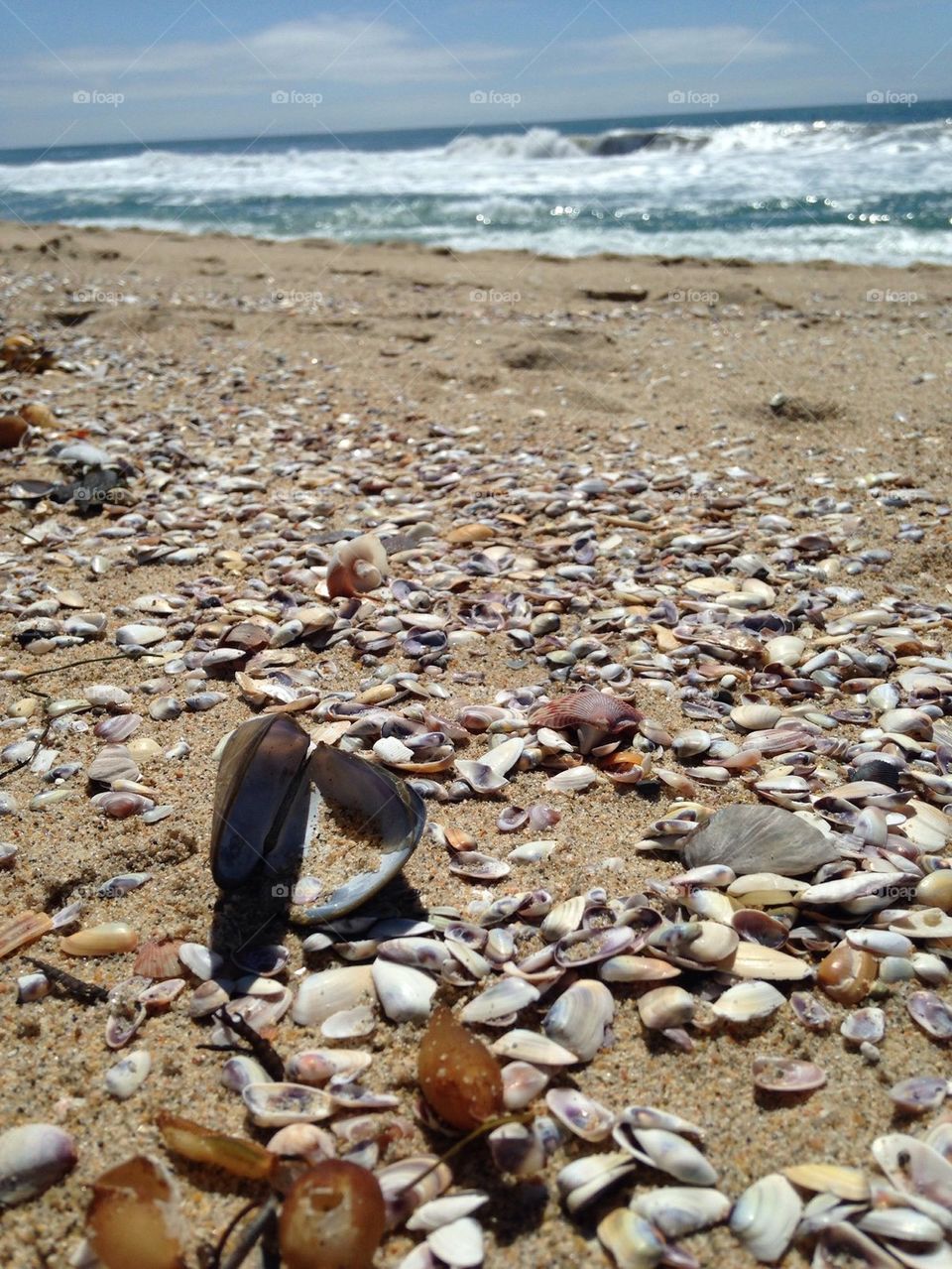 Seashells on the Seashore