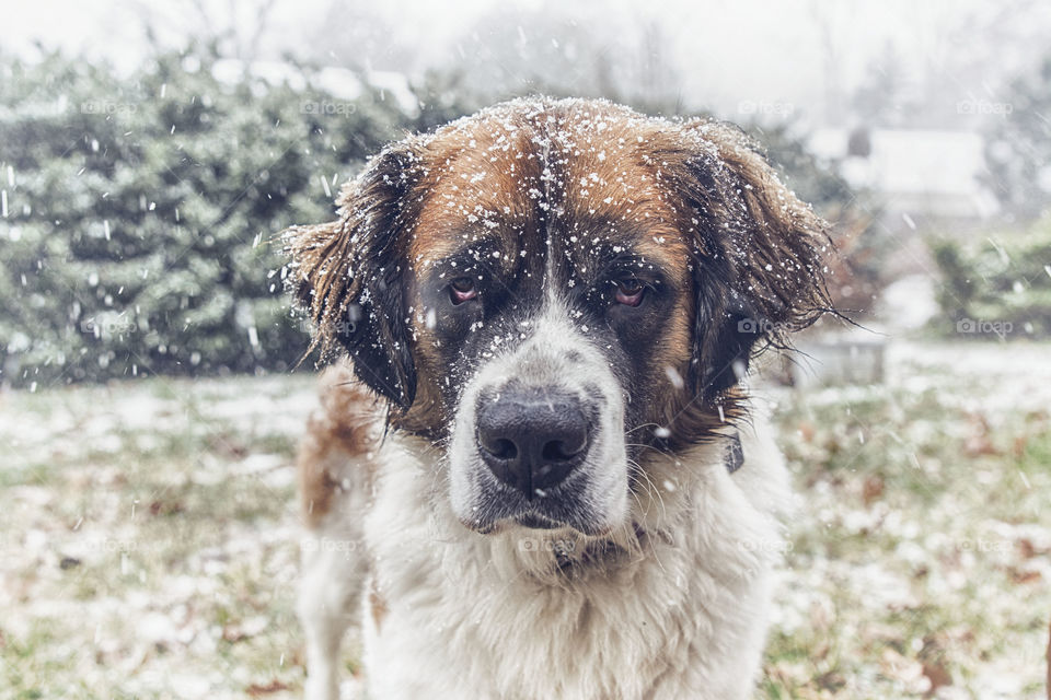 Saint Bernard in snow