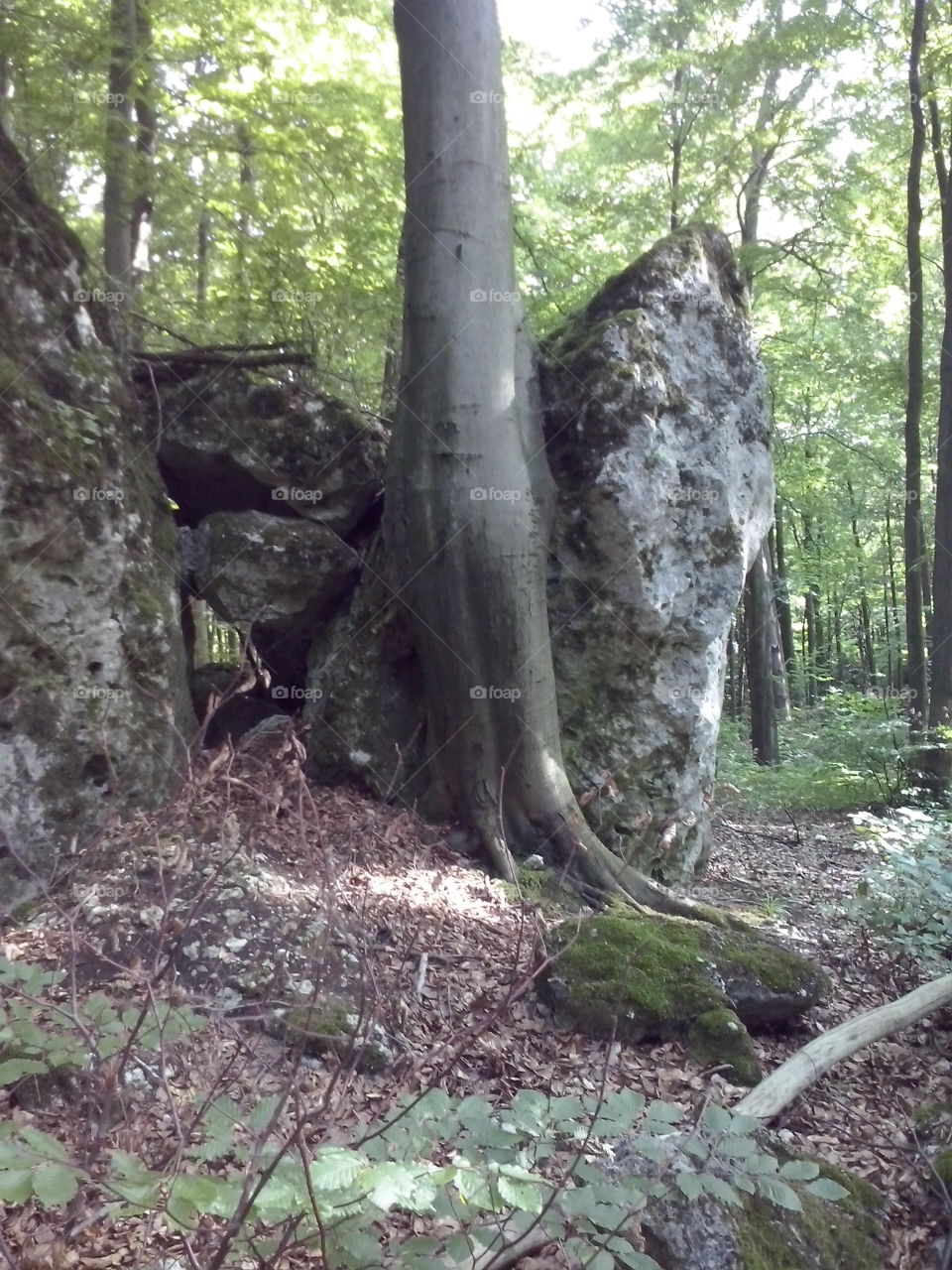 #rocktree. somewhere in forest