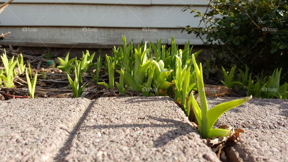 Sprouting Tulips - 2 of 3