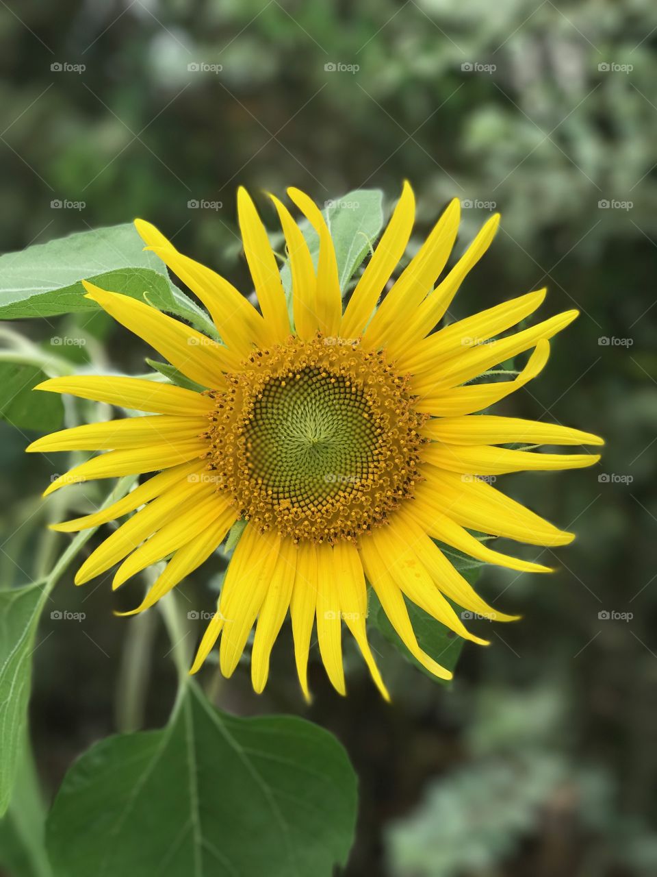 Happy Sunflowers 