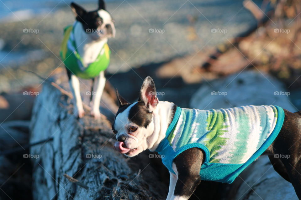 Another day at the beach with pups but this time some beautiful late afternoon winter sun warmed us while we took in the views. My wussy Boston Terriers hate getting cold so they had their shirts on when clambering around on the driftwood. 