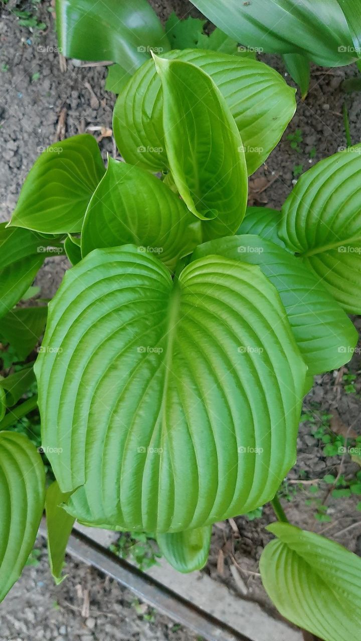 Flora. Green leaves