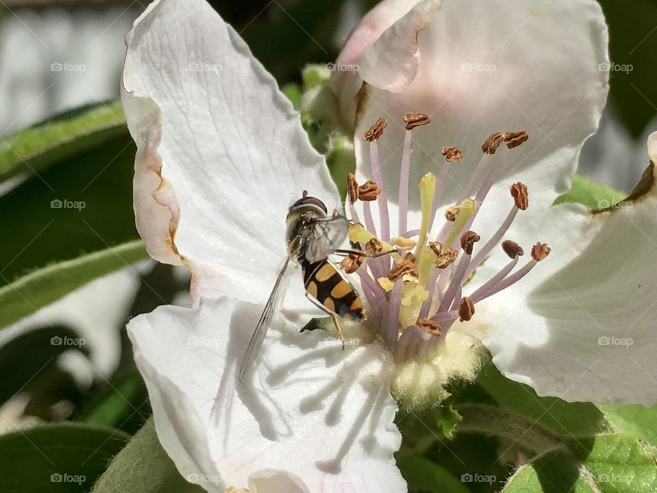 Close-up of bee on flower