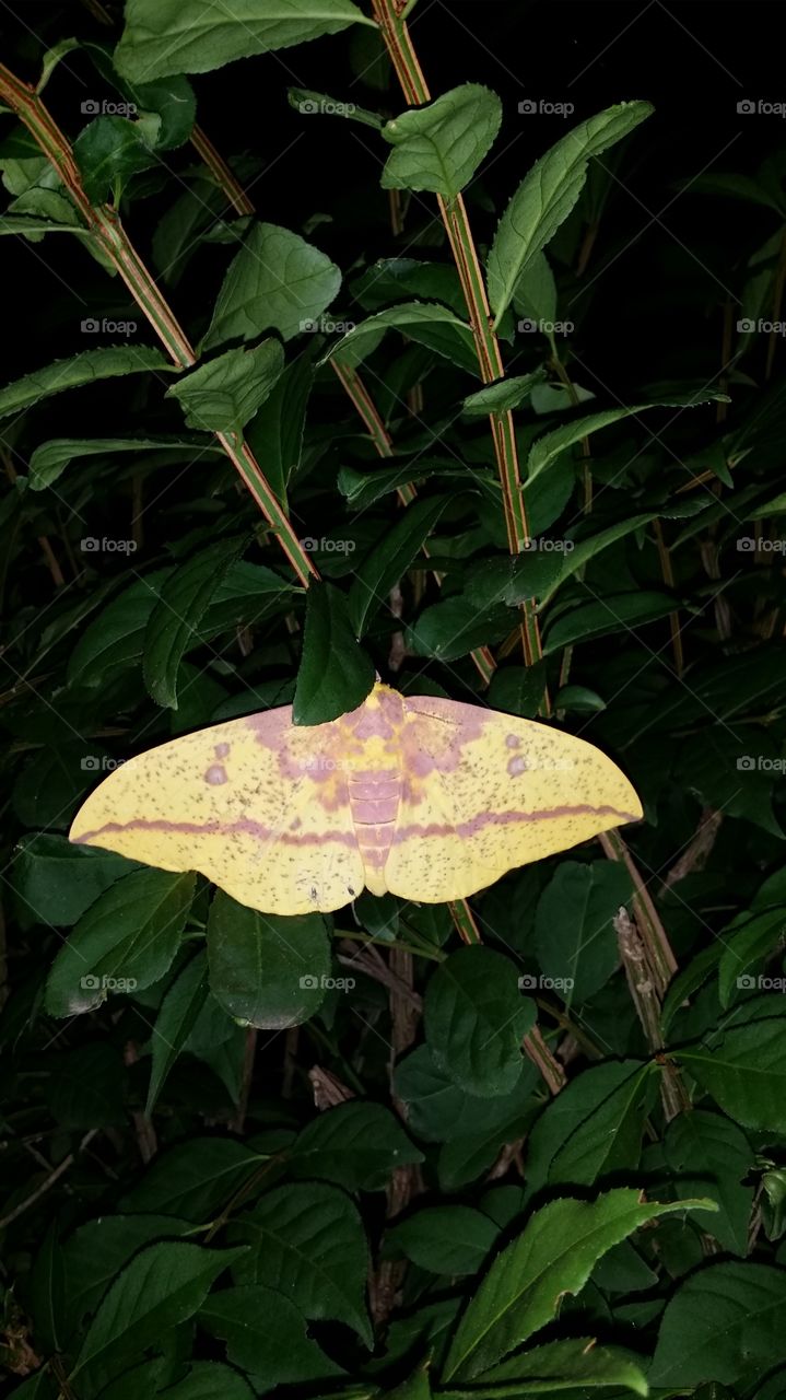 large yellow moth