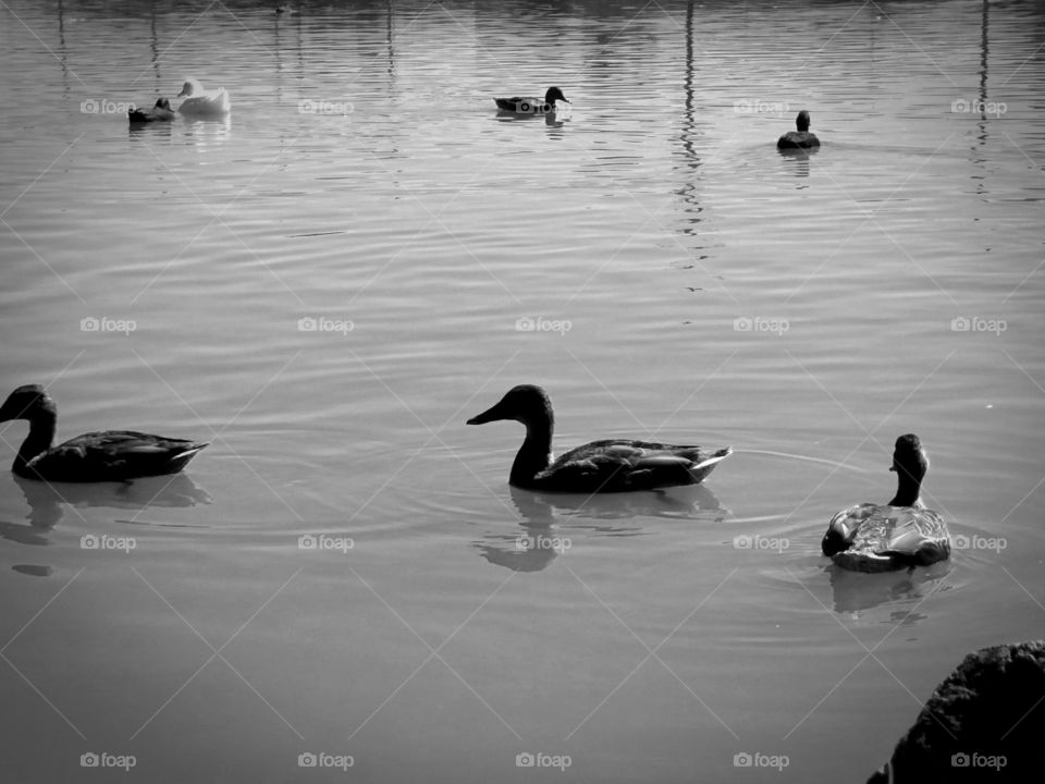 Ducks in Pond